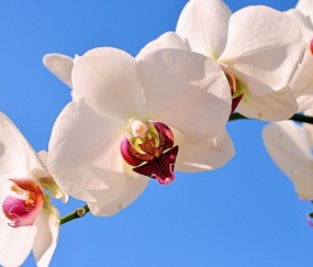 成华正规助孕捐卵机构，附正规捐卵机构报名表！